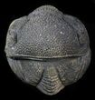 Bumpy Enrolled Morocops (Phacops) Trilobite #39457-1